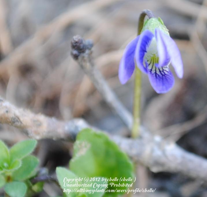 Photo of Common Blue Violet (Viola sororia) uploaded by chelle