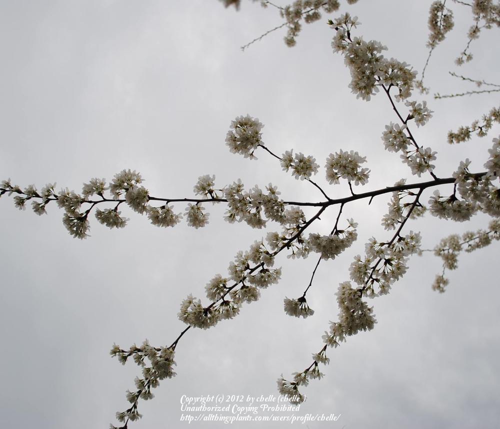 Photo of Yoshino Cherry (Prunus x yedoensis) uploaded by chelle