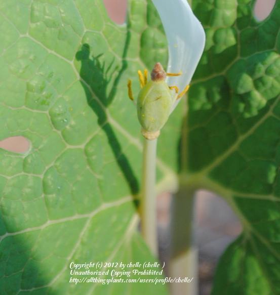 Photo of Bloodroot (Sanguinaria canadensis) uploaded by chelle