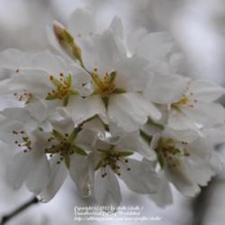 Location: My Northeastern Indiana Gardens - Zone 5b
Date: 2012-03-23
Bloom cluster
