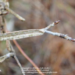 Location: Natural Area in Northeastern Indiana
Date: 2012-03-23
Twig showing typical corky bark