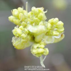 Location: Natural Area in Northeastern Indiana
Date: 2012-03-23
Bud cluster