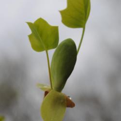 Location: Natural Area in Northeastern Indiana
Date: 2012-03-23
New leaves and bloom bud