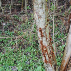 Location: My Northeastern Indiana Gardens - Zone 5b
Date: 2012-03-23
with antler scrapings