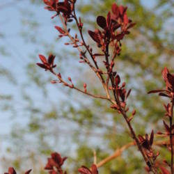 Location: My Northeastern Indiana Gardens - Zone 5b
Date: 2012-03-23
New leaves