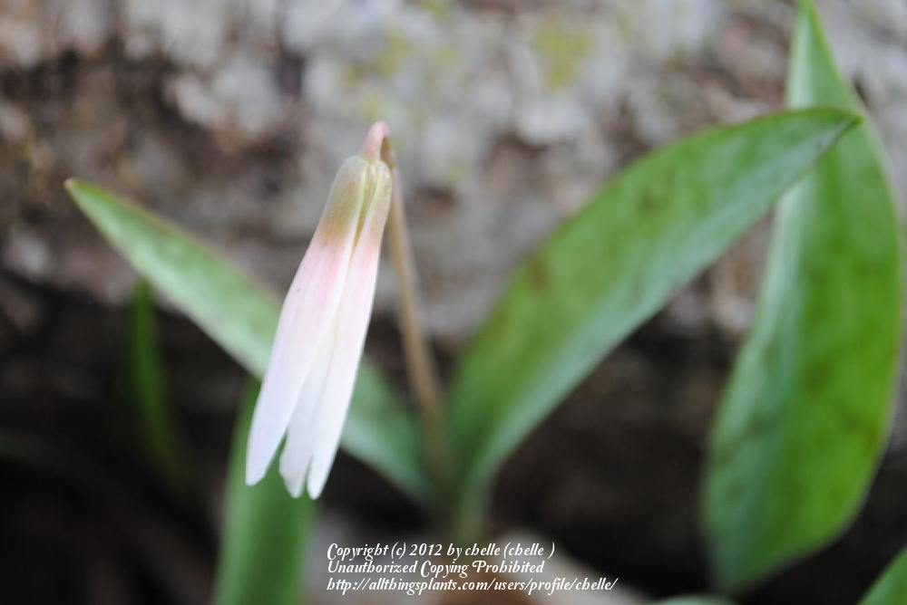 Photo of White Trout-Lily (Erythronium albidum) uploaded by chelle