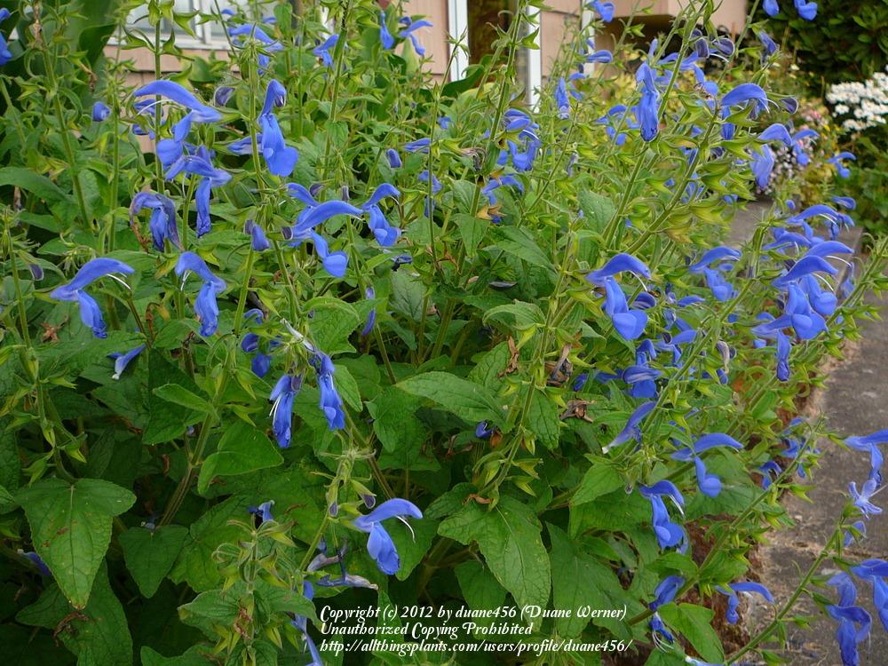 Photo of Salvia (Salvia patens 'Blue Angel') uploaded by duane456