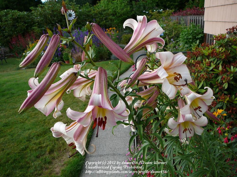 Photo of Lilies (Lilium) uploaded by duane456