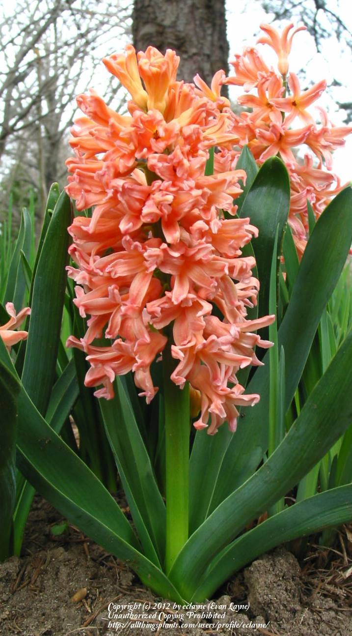 Photo of Hyacinth (Hyacinthus orientalis 'Gipsy Queen') uploaded by eclayne