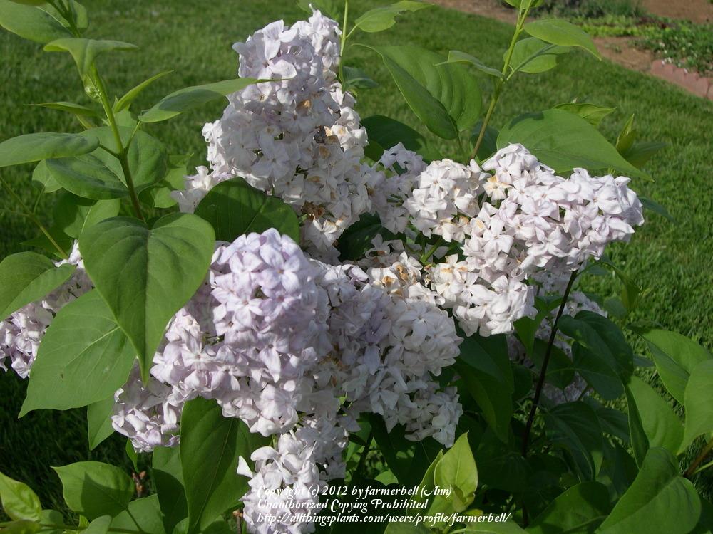 Photo of Lilac (Syringa x hyacinthiflora 'Lavender Lady') uploaded by farmerbell