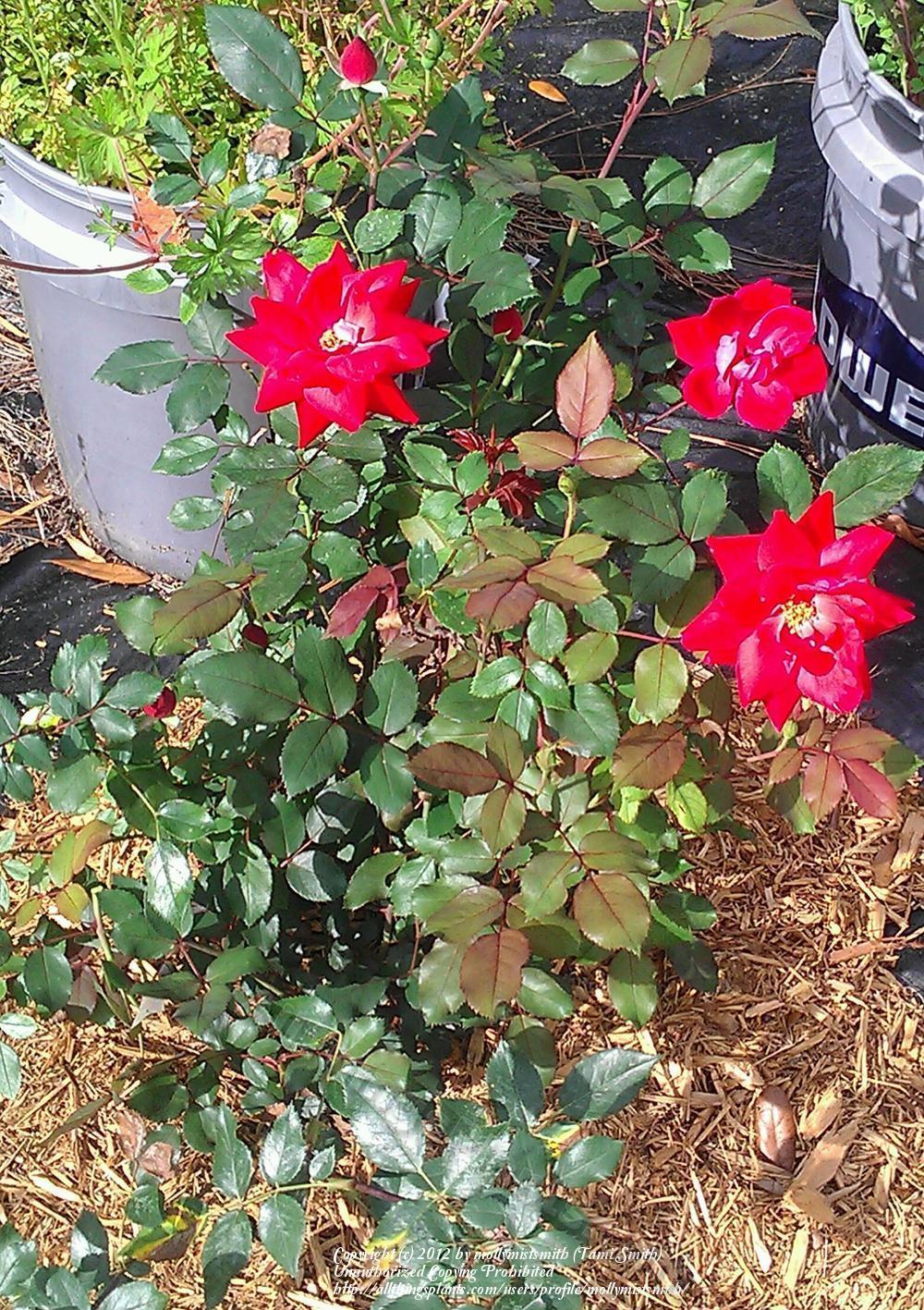 Photo of Rose (Rosa 'Double Knock Out') uploaded by mollymistsmith