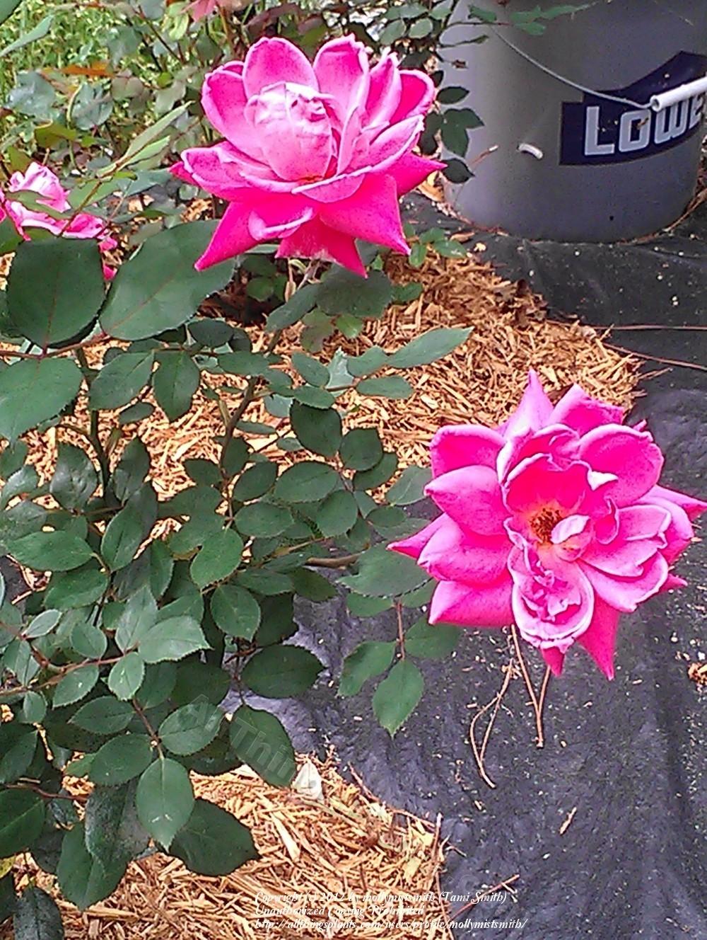 Photo of Rose (Rosa 'Pink Double Knock Out') uploaded by mollymistsmith