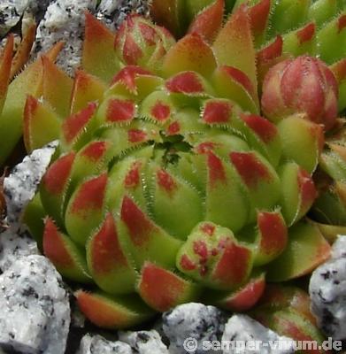 Photo of Rollers (Sempervivum globiferum subsp. hirtum 'Luca') uploaded by valleylynn