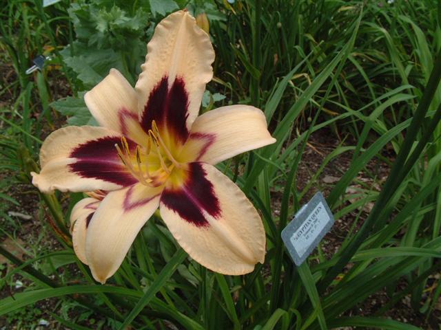 Photo of Daylily (Hemerocallis 'Egyptian Queen') uploaded by vic