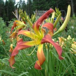 
Date: 2010-07-12
Photo Courtesy of Nova Scotia Daylilies Used with Permission