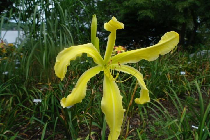 Photo of Daylily (Hemerocallis 'Dream Queen') uploaded by vic