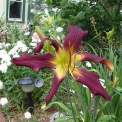 
Date: 2005-07-20
Photo Courtesy of Nova Scotia Daylilies Used with Permission