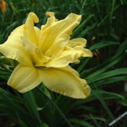 
Date: 2008-07-15
Photo Courtesy of Nova Scotia Daylilies Used with Permission