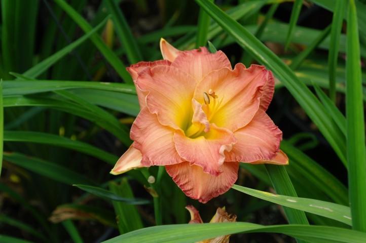 Photo of Daylily (Hemerocallis 'Dinner and a Movie') uploaded by vic