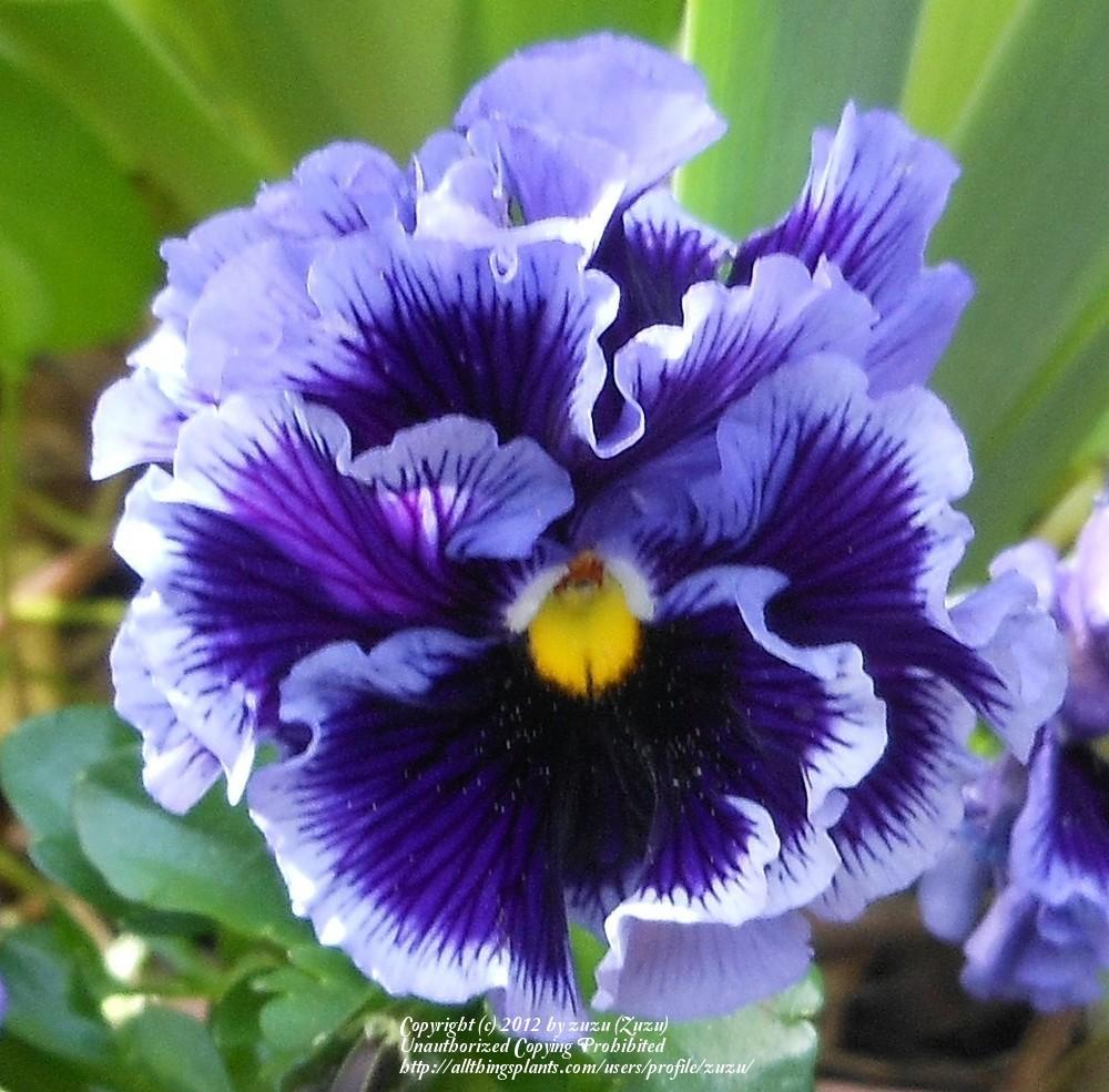 Photo of Violet (Viola cornuta 'Frizzle Sizzle Mix') uploaded by zuzu