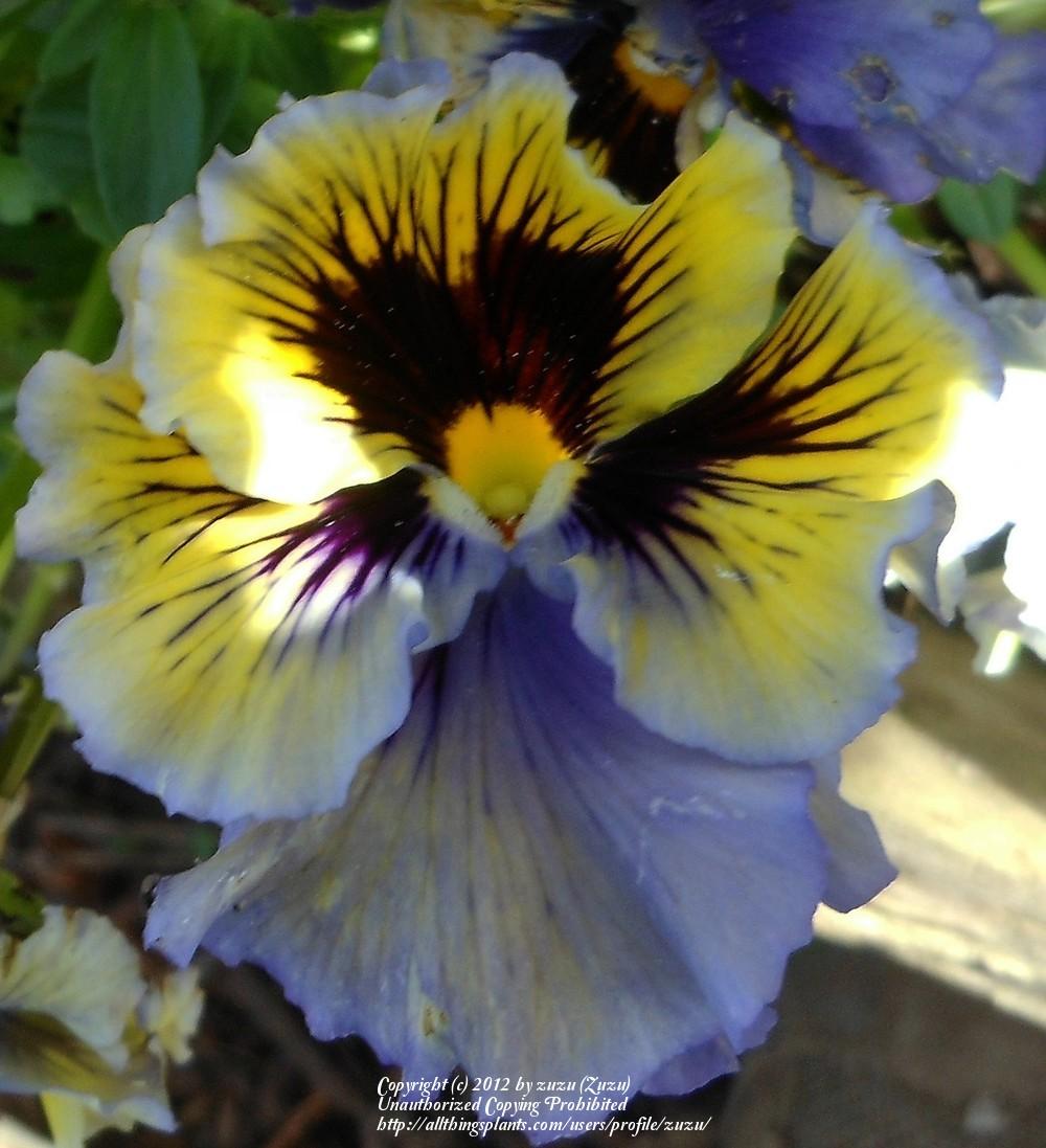 Photo of Violet (Viola cornuta 'Frizzle Sizzle Mix') uploaded by zuzu