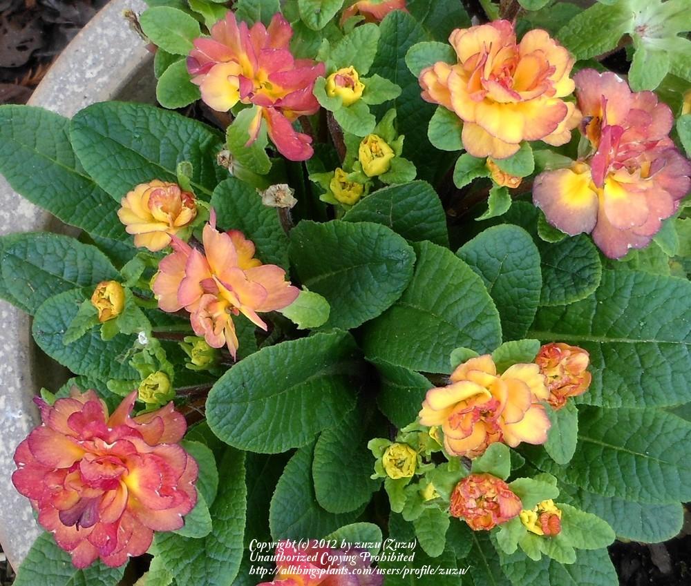 Photo of English Primrose (Primula vulgaris Belarina® Rosette Nectarine) uploaded by zuzu