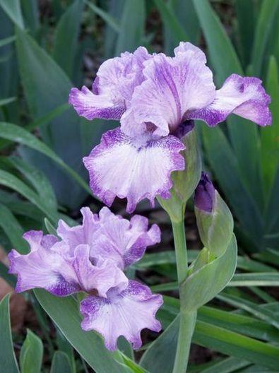 Photo of Intermediate Bearded Iris (Iris 'Perfume Shop') uploaded by Ladylovingdove