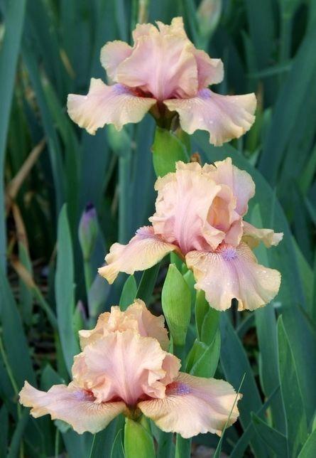 Photo of Intermediate Bearded Iris (Iris 'Country Dance') uploaded by Ladylovingdove