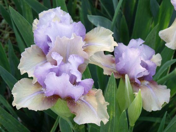 Photo of Intermediate Bearded Iris (Iris 'Fast Forward') uploaded by Ladylovingdove