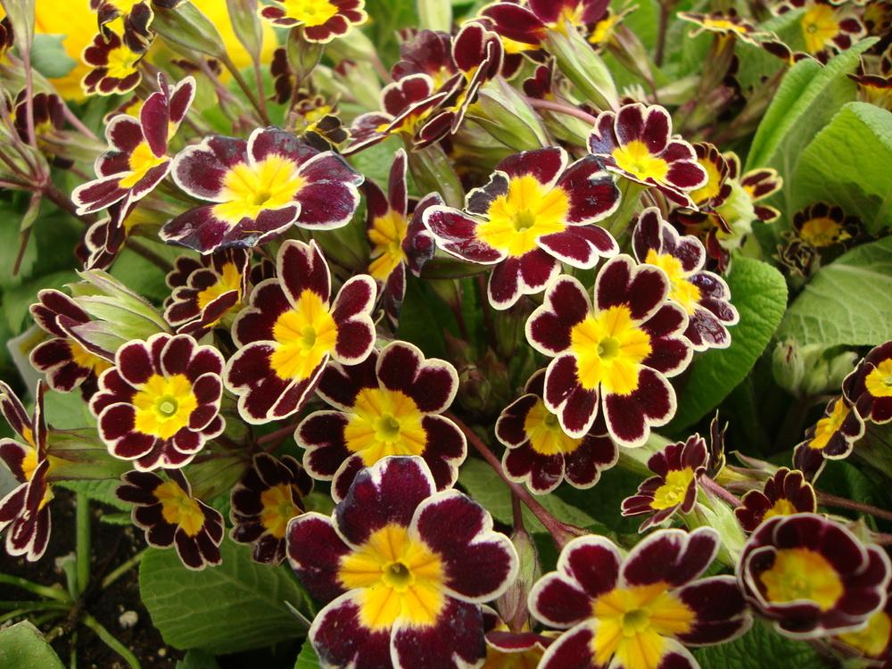 Photo of Polyanthus (Primula 'Gold Lace') uploaded by Paul2032
