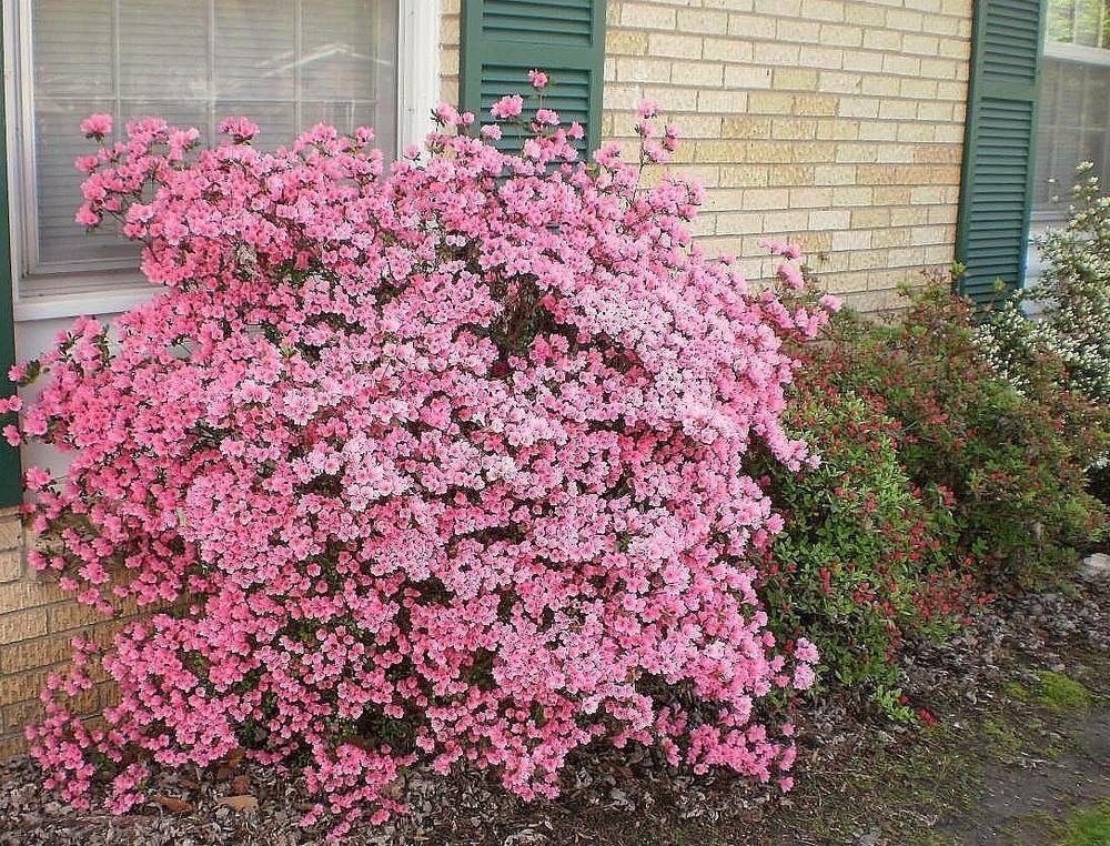 Photo of Azalea (Rhododendron 'Coral Bells') uploaded by SongofJoy