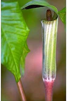 Photo of Jack in the Pulpit (Arisaema triphyllum) uploaded by SongofJoy
