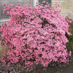 Location: Middle Tennessee
Date: 2012-03-25
A great year for the Azaleas!