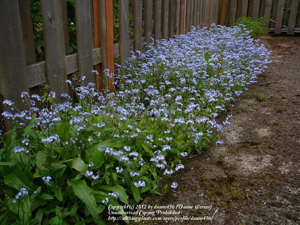 Photo of Water Forget-Me-Not (Myosotis scorpioides) uploaded by duane456