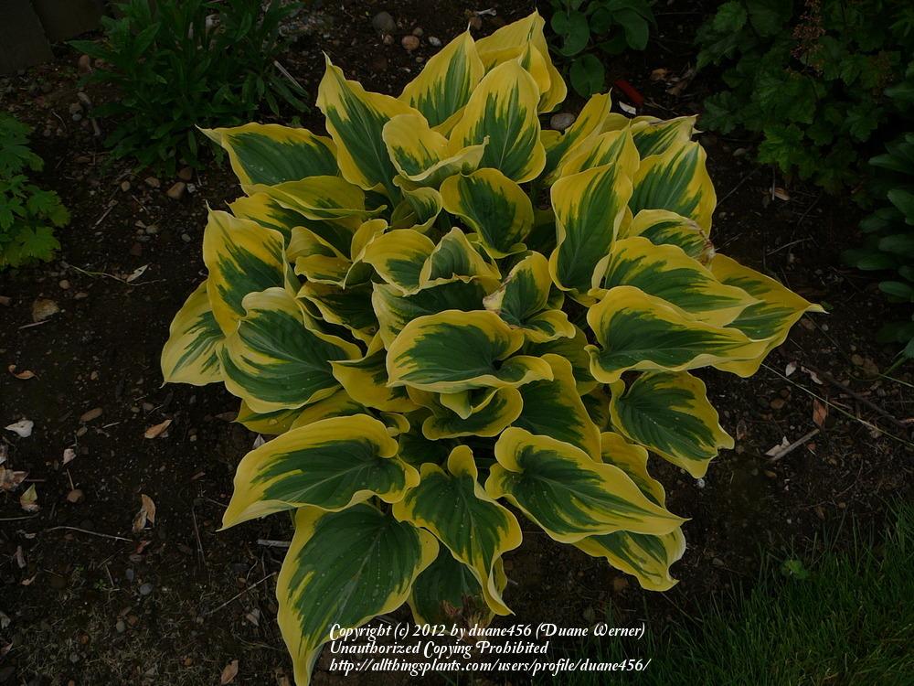 Photo of Hosta 'Liberty' uploaded by duane456