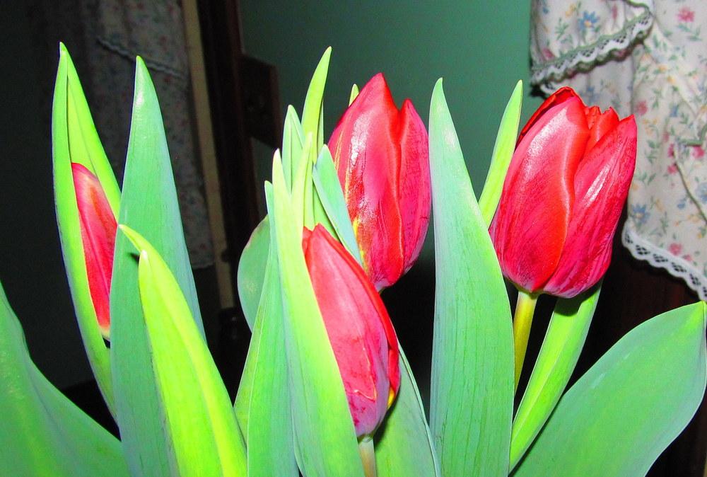 Photo of Single Early Tulip (Tulipa 'Couleur Cardinal') uploaded by jmorth