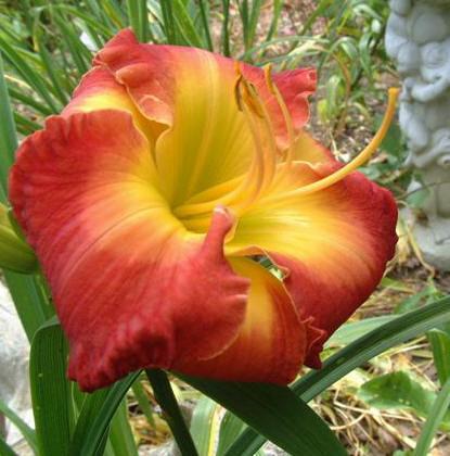 Photo of Daylily (Hemerocallis 'Forever Redeemed') uploaded by vic