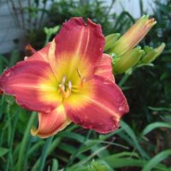 
Date: 2006-07-12
Photo Courtesy of Nova Scotia Daylilies Used with Permission