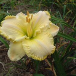 
Date: 2006-08-21
Photo Courtesy of Nova Scotia Daylilies Used with Permission