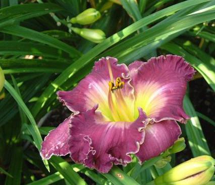 Photo of Daylily (Hemerocallis 'Filled to Overflowing') uploaded by vic