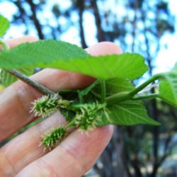 Location: Medina Co., Texas
Date: March 26, 2012
Littleleaf Mulberry, making fruit