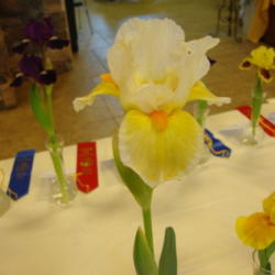 Location: Salt Lake City, Utah
Date: 2011-05-21
At a Utah Iris Society Show....2011