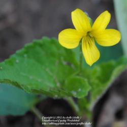 Location: Natural Area in Northeastern Indiana
Date: 2012-03-25