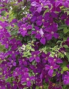 Photo of Clematis 'Kosmicheskaia Melodiia' uploaded by goldfinch4