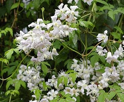 Photo of Clematis 'Mrs. Robert Brydon' uploaded by goldfinch4