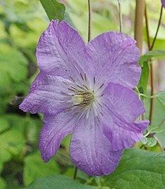 Photo of Clematis 'Marcelina' uploaded by goldfinch4