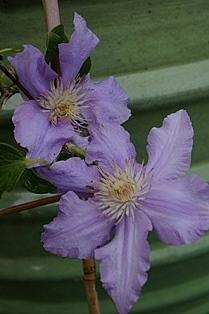 Photo of Clematis Angelique™ uploaded by goldfinch4