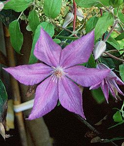 Photo of Clematis 'Bagatelle' uploaded by goldfinch4