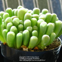 Location: Indoors - Central Valley area, CA
Date: 2012-03-25
A new addition in our succulent collection - Baby toes