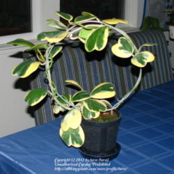 Location: At home indoors - Central Valley area, CA
Date: 2012-03-24
My new plant - Hoya kerrii variegata